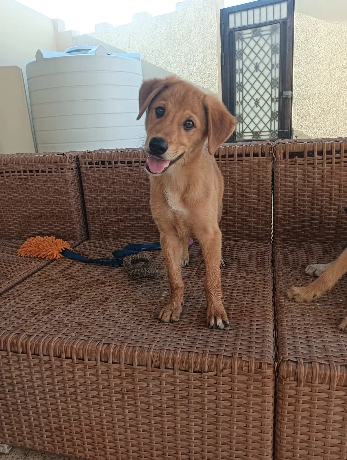 Gyptian, male Mixed Breed for adoption at Paws Rescue UK