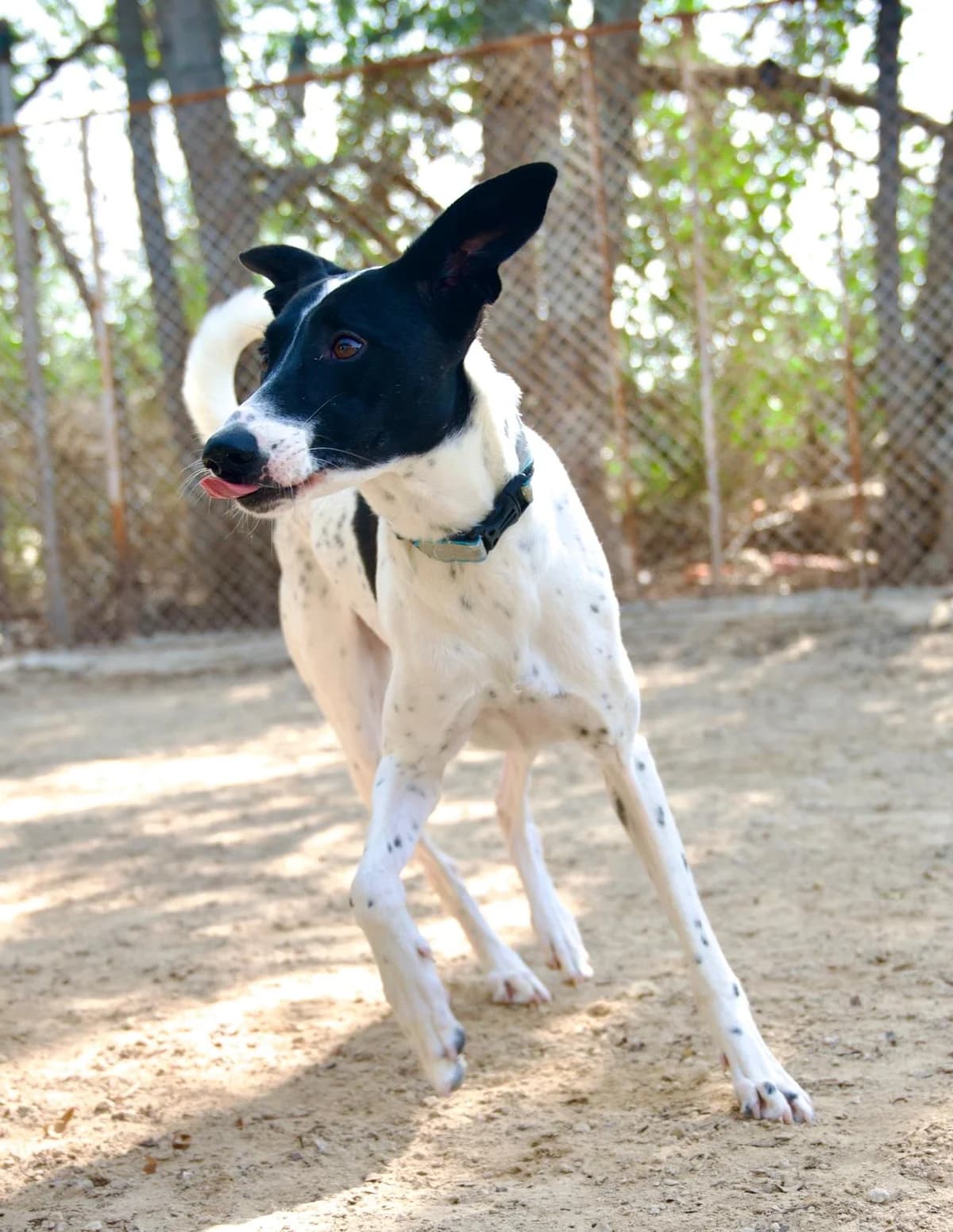 Nala, female puppy Mixed Breed for adoption at Paws Rescue UK