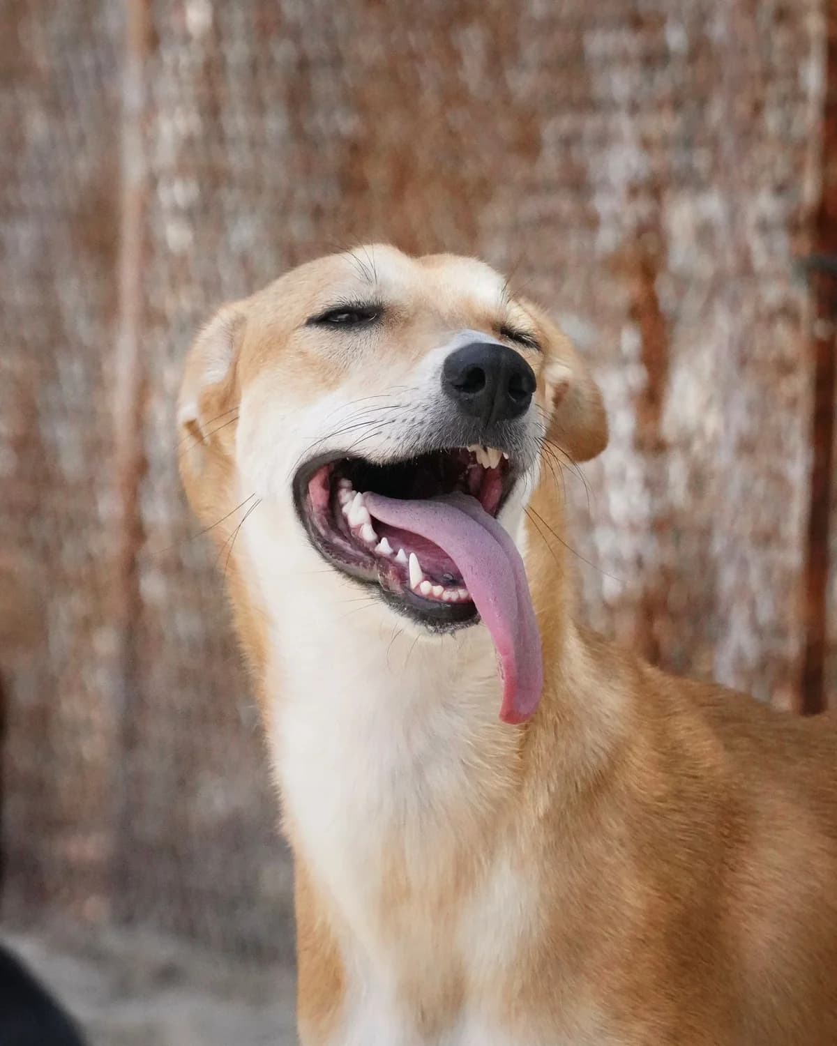 Runa, female puppy Mixed Breed for adoption at Paws Rescue UK