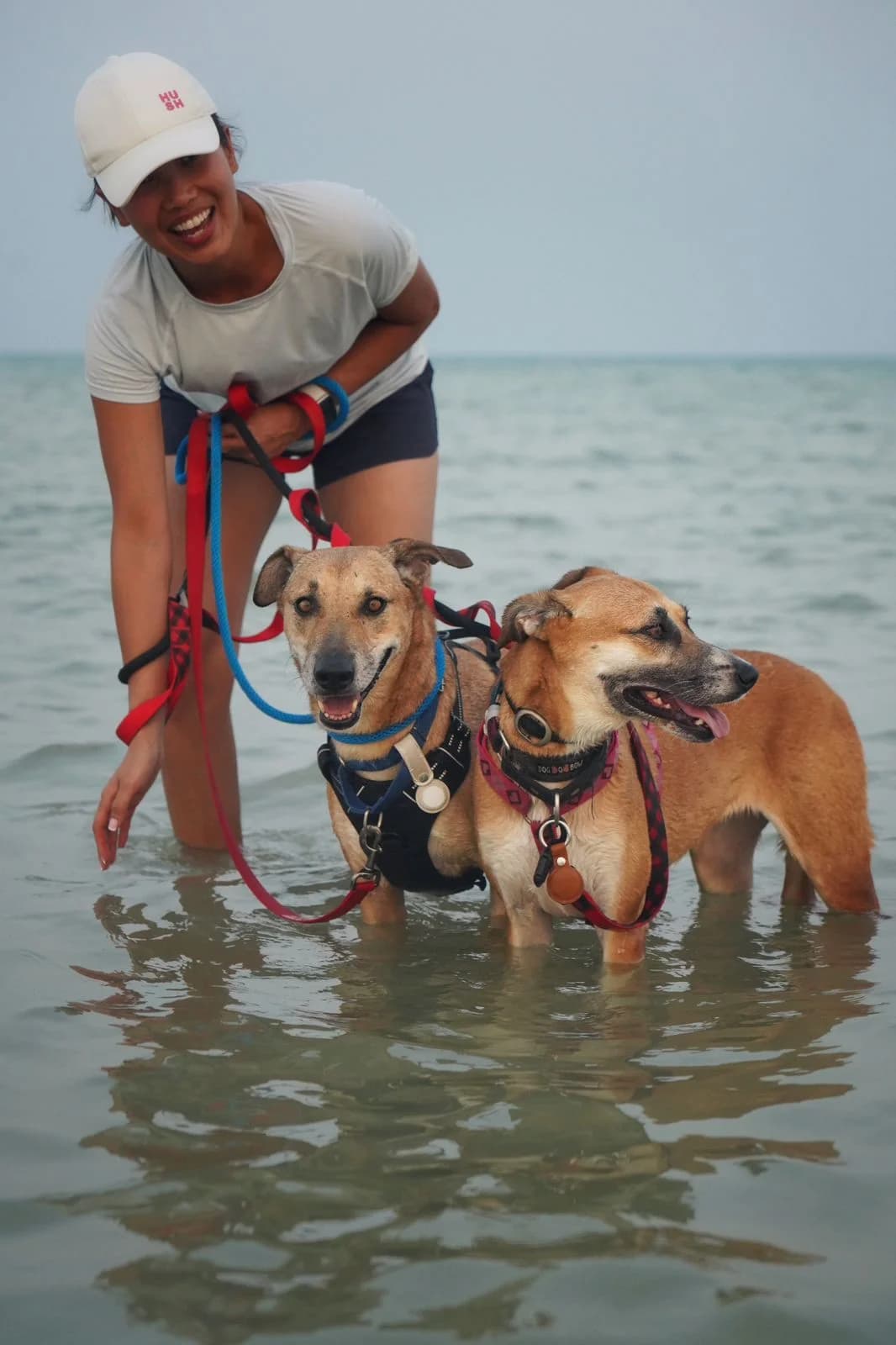Steve and Sofia, senior Mixed Breed for adoption at Paws Rescue UK