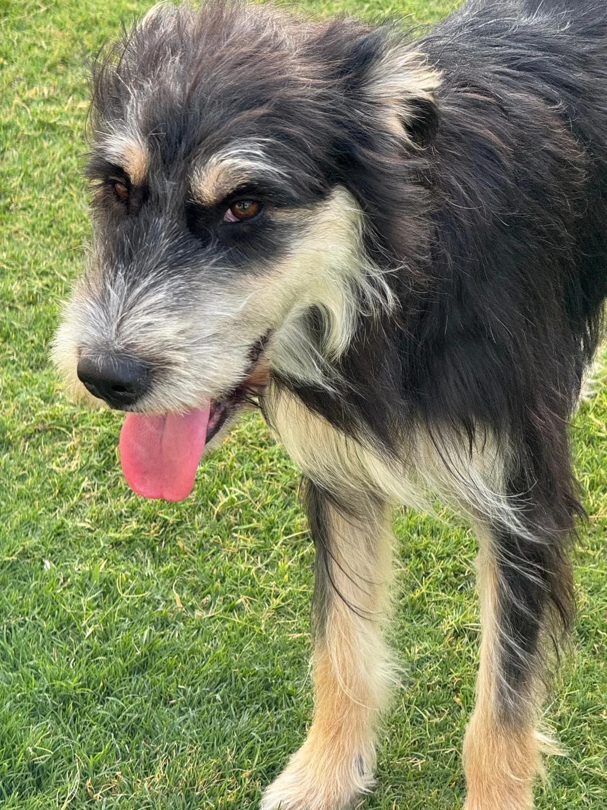 Waffles, female Mixed Breed for adoption at Paws Rescue UK
