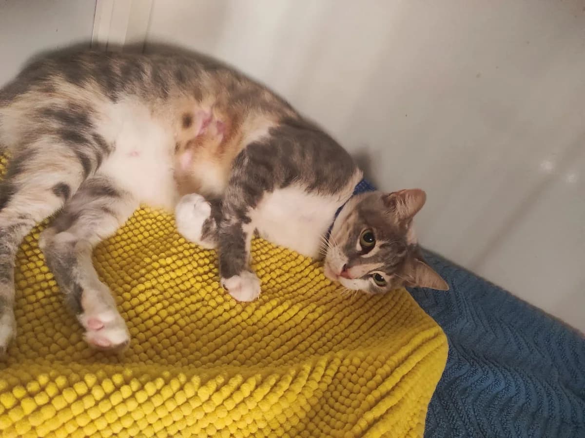 Winter, female Mixed Breed for adoption at Paws Rescue UK