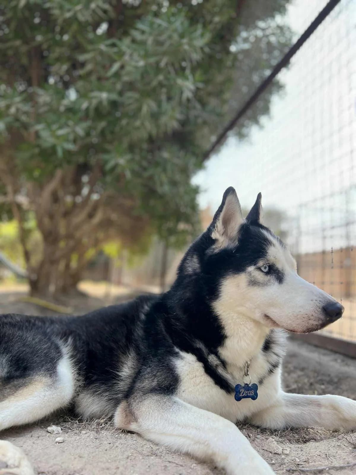 Zeus, male Mixed Breed for adoption at Paws Rescue UK