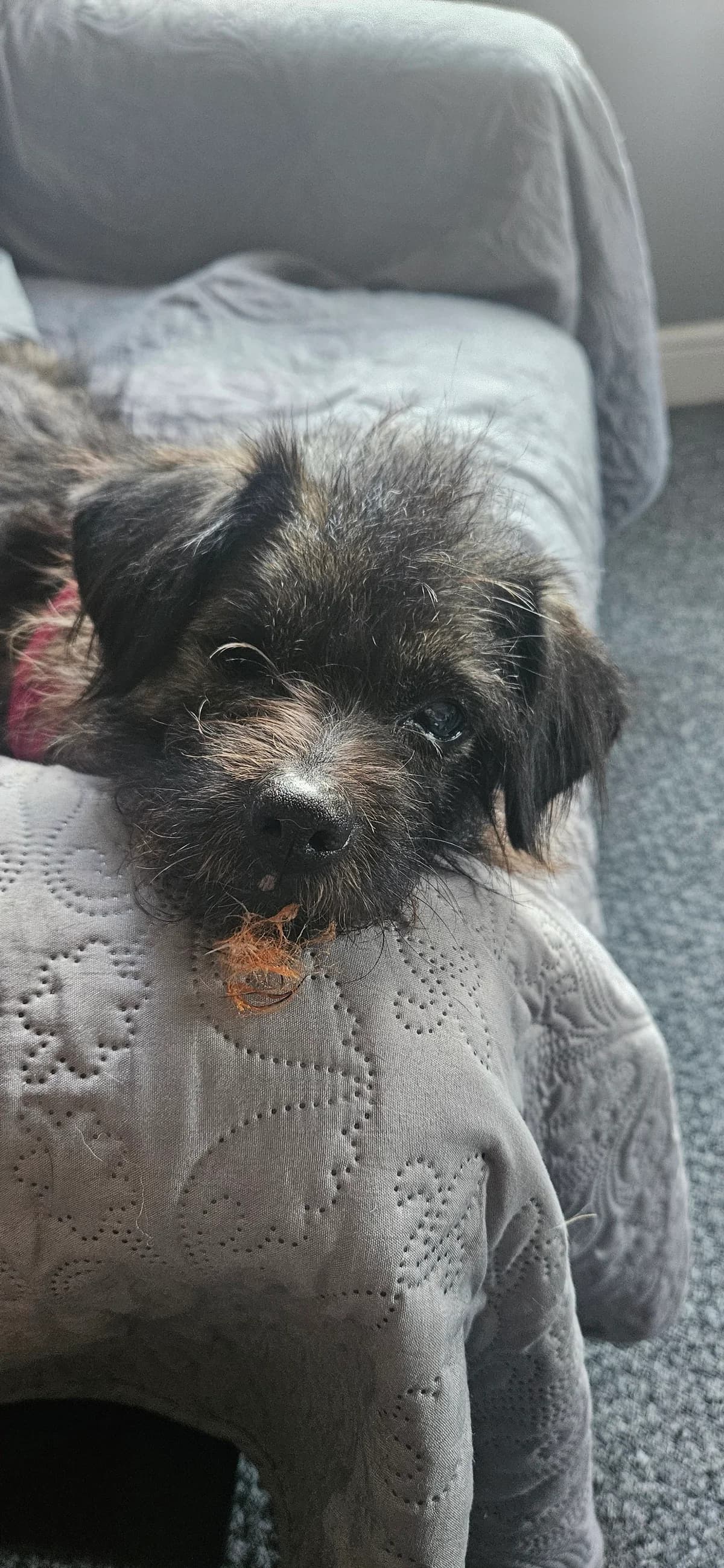Sally, female senior Mixed Breed for adoption at People