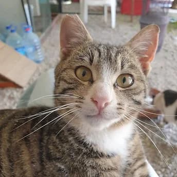 Emile, male Mixed Breed for adoption at PAWS Üzümlü UK
