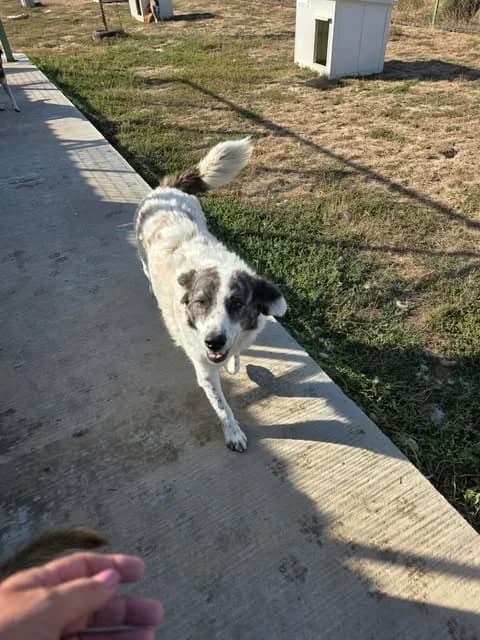 Baby, male 4yo Mixed Breed for adoption at Paws2Rescue