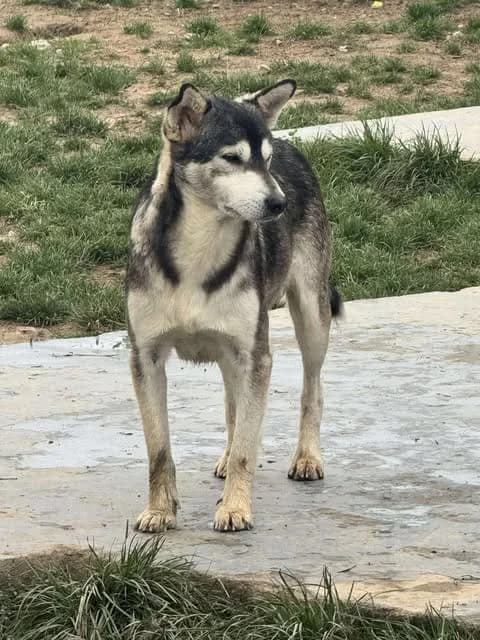 Zuluf, male young Mixed Breed for adoption at Paws2Rescue