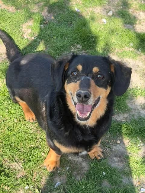 Charlie, male 7yo Mixed Breed for adoption at Paws2Rescue