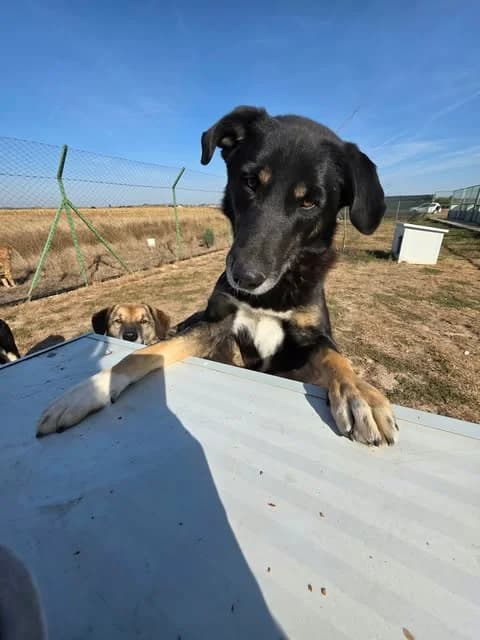 Aro, male Mixed Breed for adoption at Paws2Rescue