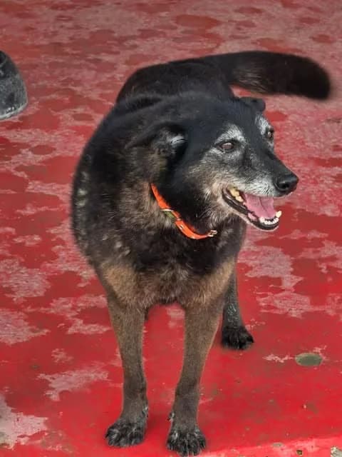Pugovka, female senior Mixed Breed for adoption at Paws2Rescue