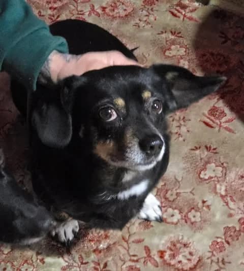Ursu, male 6yo Mixed Breed for adoption at Paws2Rescue