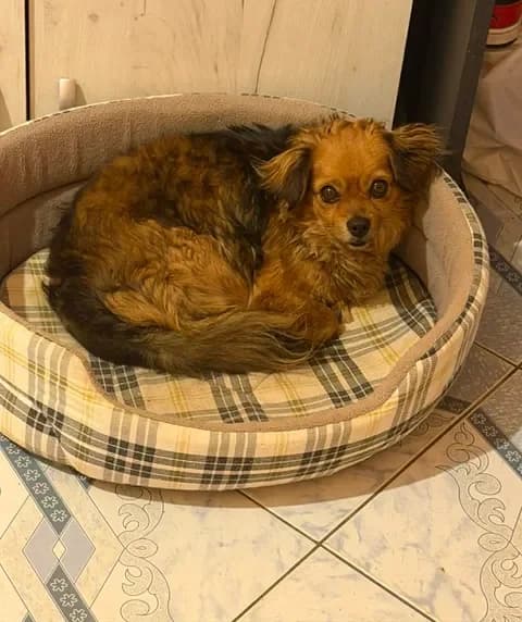 Rose, female young Mixed Breed for adoption at Paws2Rescue