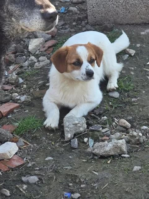 Dougal, male puppy Mixed Breed for adoption at Paws2Rescue