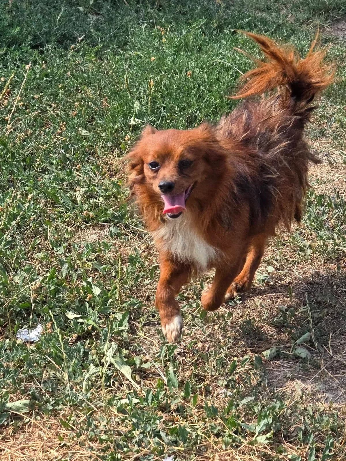 Red, female 4yo Mixed Breed for adoption at Paws2Rescue