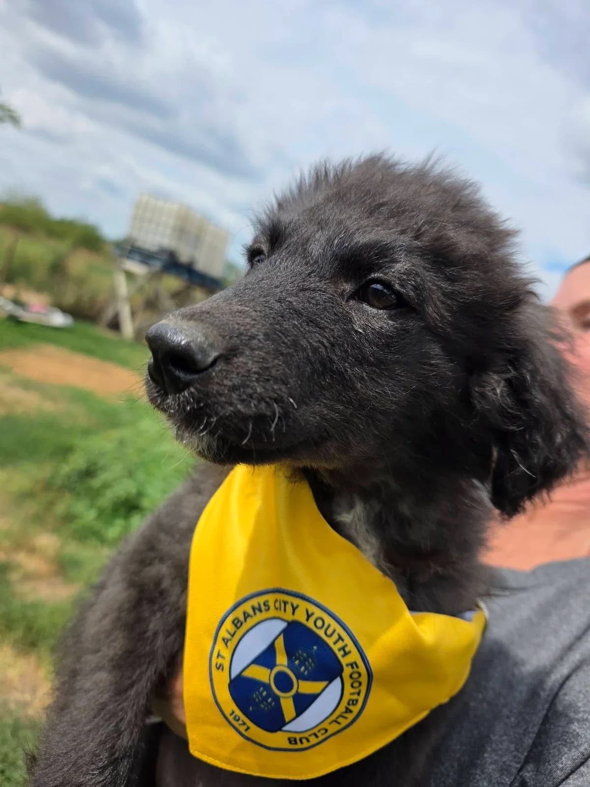 Roman, male puppy Mixed Breed for adoption at Paws2Rescue