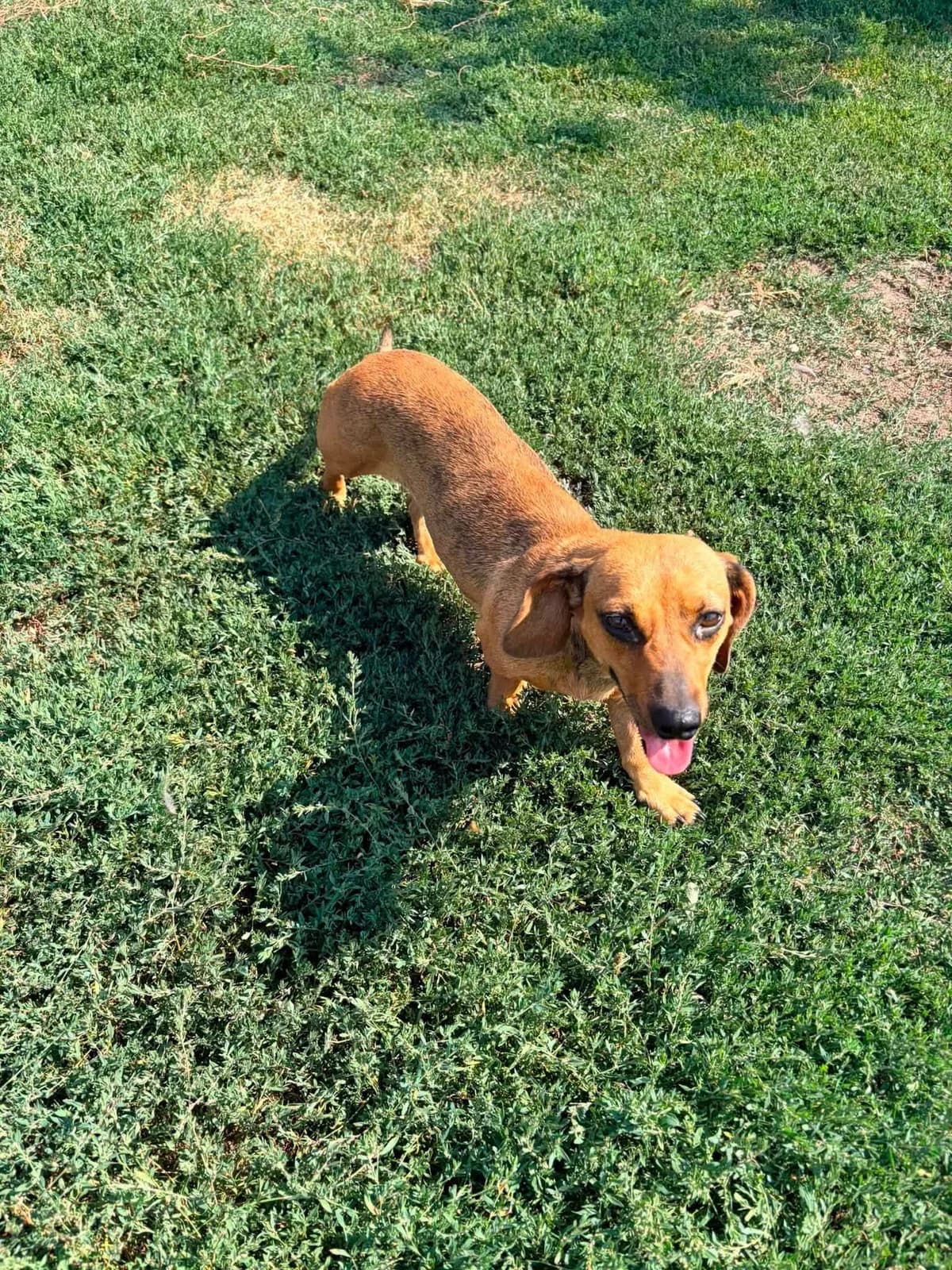 Paula, female 3yo Mixed Breed for adoption at Paws2Rescue