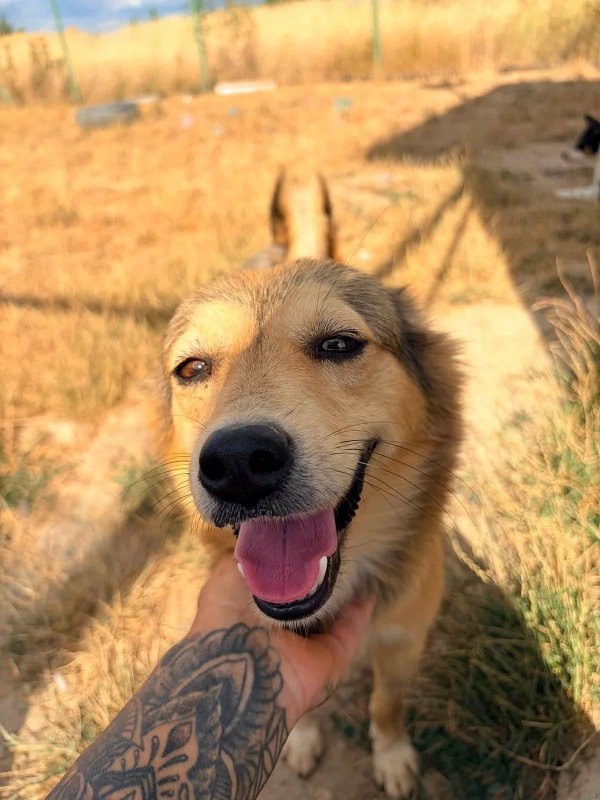Rylee, female puppy Mixed Breed for adoption at Paws2Rescue