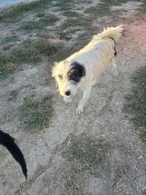 Barky, male Mixed Breed for adoption at Paws2Rescue