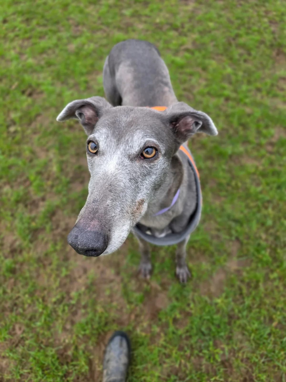 Eileen, female 6yo Greyhound for adoption at Paws A While Shelter, Alrewas