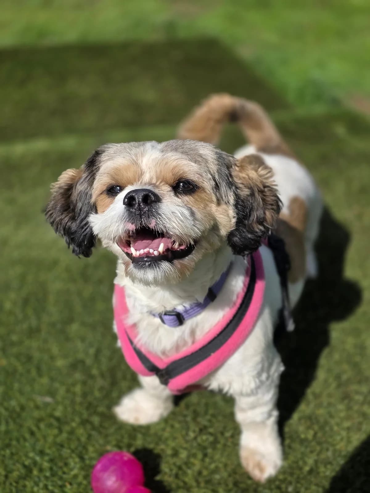 Jasper, male 3yo mixed breed for adoption at Paws A While Shelter, Alrewas
