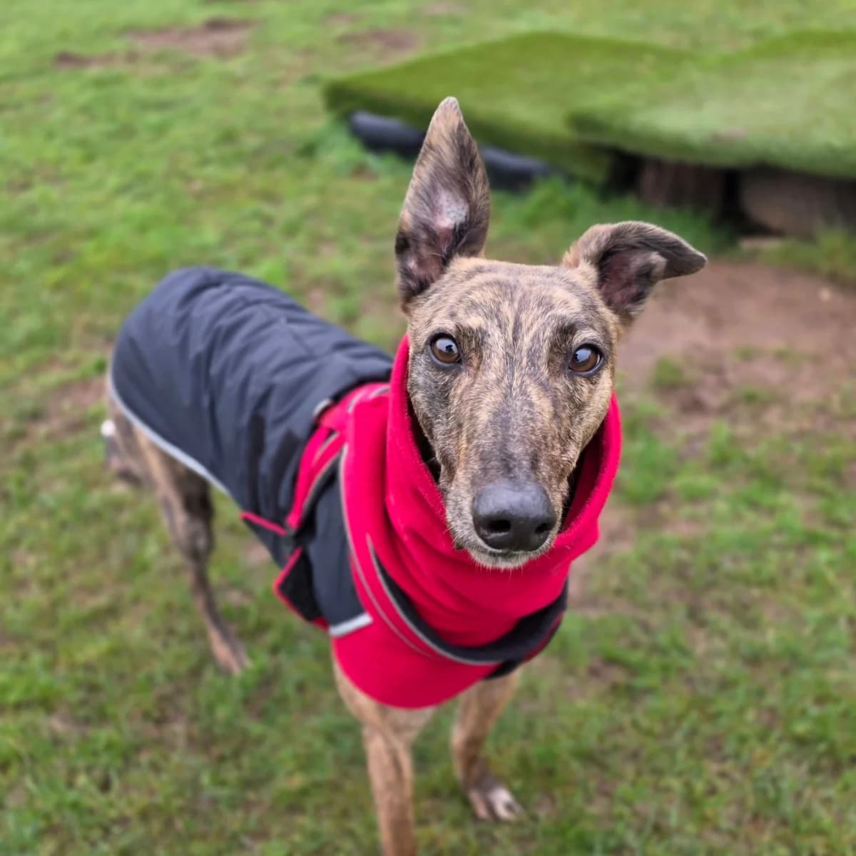 Pete, male 4yo Greyhound for adoption at Paws A While Shelter, Alrewas