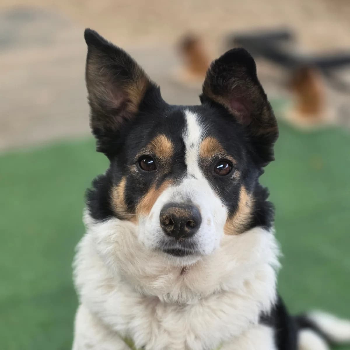 Rizzo, female 5yo Border Collie for adoption at Paws A While Shelter, Alrewas