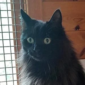 Betty, female 5yo Mixed Breed for adoption at Paws & Claws Animal Rescue Service