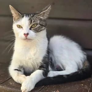 Molly, female young Mixed Breed for adoption at Paws & Claws Animal Rescue Service
