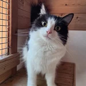Molly, female Mixed Breed for adoption at Paws & Claws Animal Rescue Service