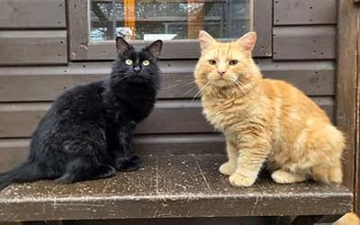 Earl & Bailey, Mixed Breed for adoption at Paws & Claws Animal Rescue Service