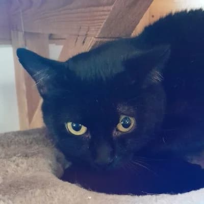 Jamie, Mixed Breed for adoption at Paws & Claws Animal Rescue Service