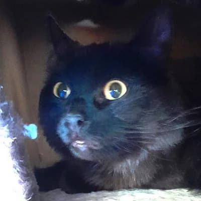 Acorn, Mixed Breed for adoption at Paws & Claws Animal Rescue Service