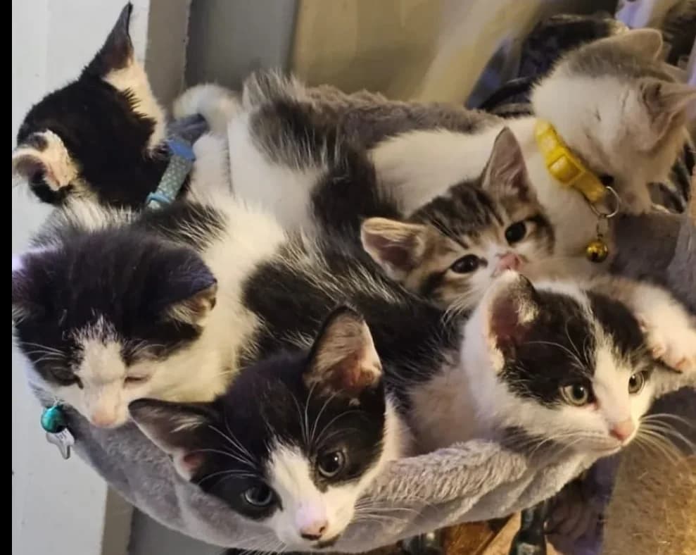 All the youngest Kittens - on one wonderful page, puppy Mixed Breed for adoption at Find Your Furever with {Name}, at Pawsitive Cattitudes