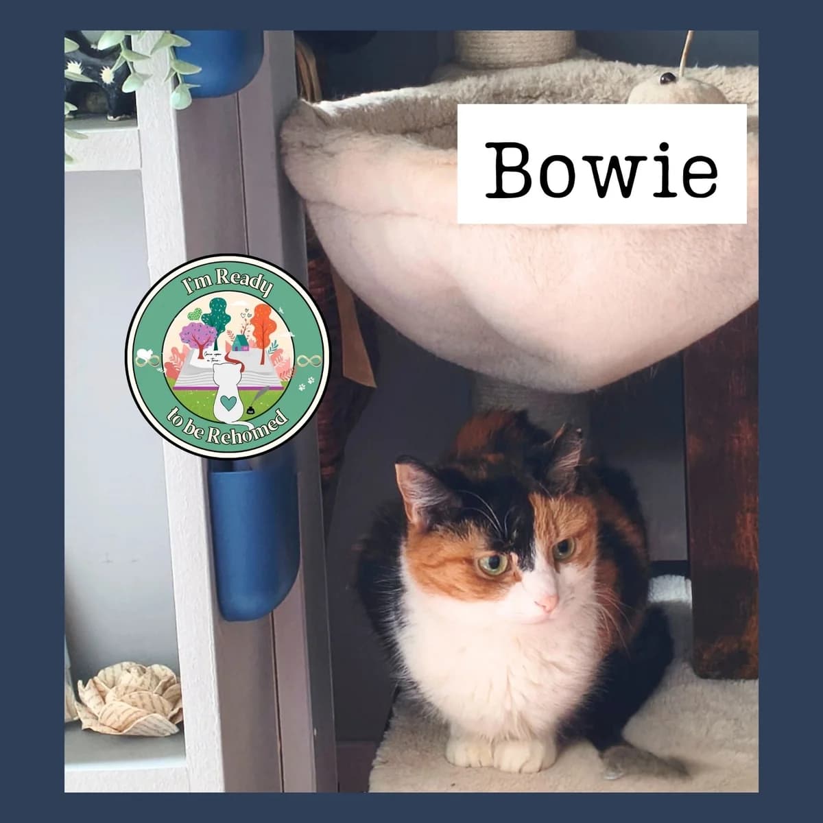 Bowie & Rebel, Mixed Breed for adoption at Find Your Furever with {Name}, at Pawsitive Cattitudes