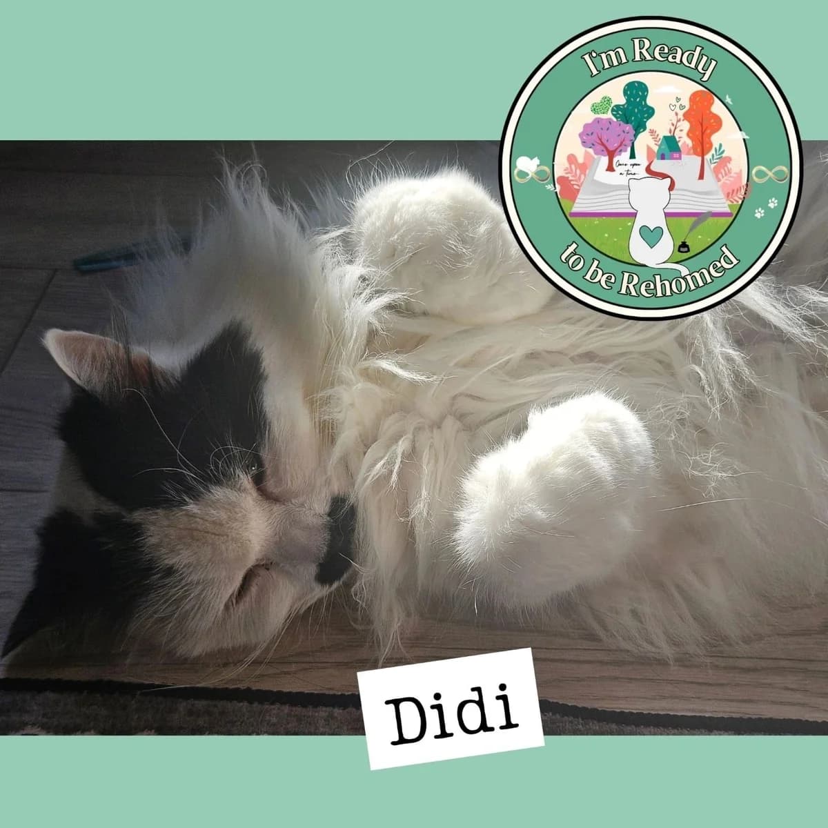 Delightful DiDi, senior Mixed Breed for adoption at Find Your Furever with {Name}, at Pawsitive Cattitudes