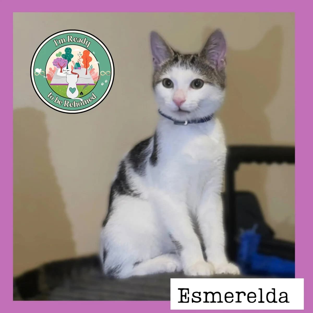 Esmerelda, female Mixed Breed for adoption at Find Your Furever with {Name}, at Pawsitive Cattitudes