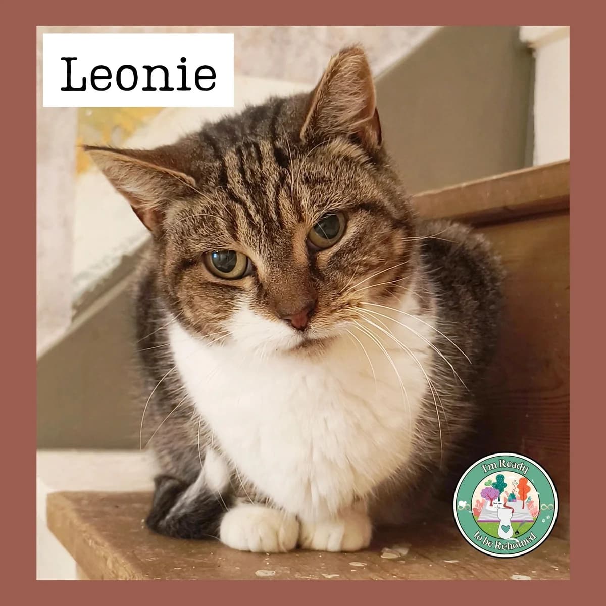 Leonie, Mixed Breed for adoption at Find Your Furever with {Name}, at Pawsitive Cattitudes