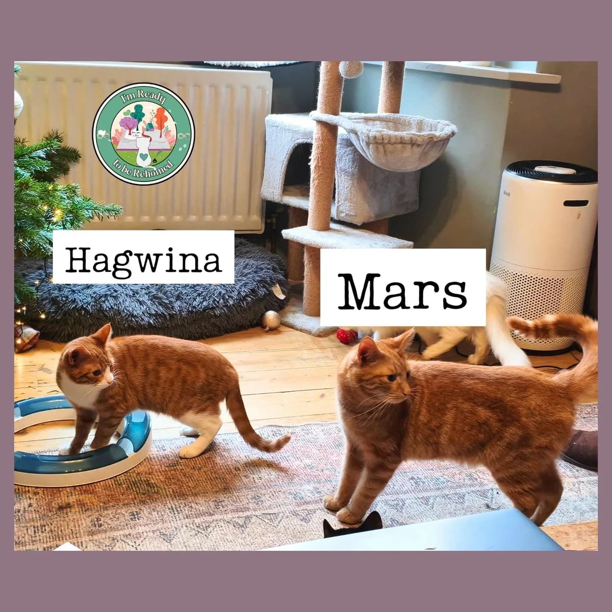 Mars & Hagwina, Mixed Breed for adoption at Find Your Furever with {Name}, at Pawsitive Cattitudes