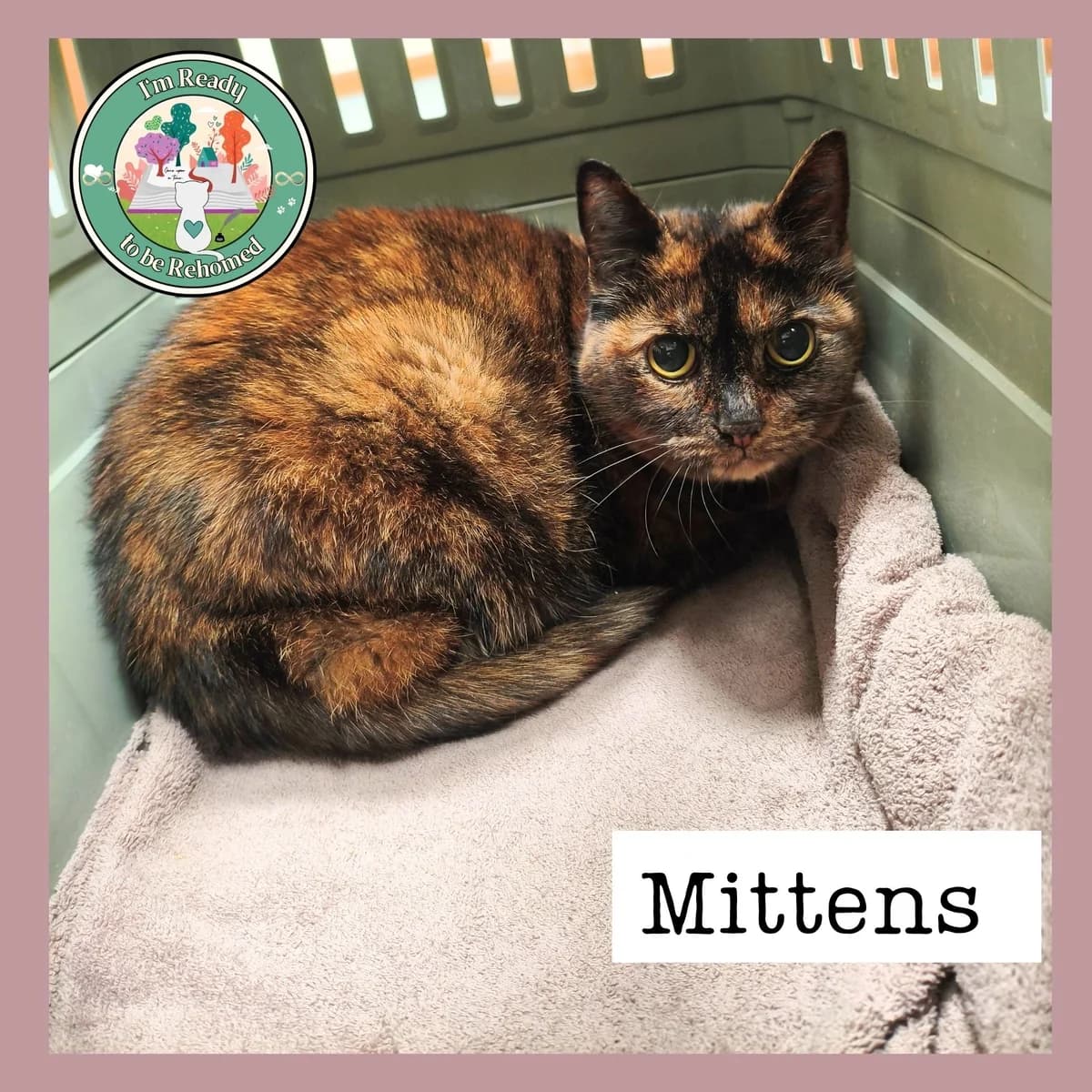 Mittens, female senior Mixed Breed for adoption at Find Your Furever with {Name}, at Pawsitive Cattitudes