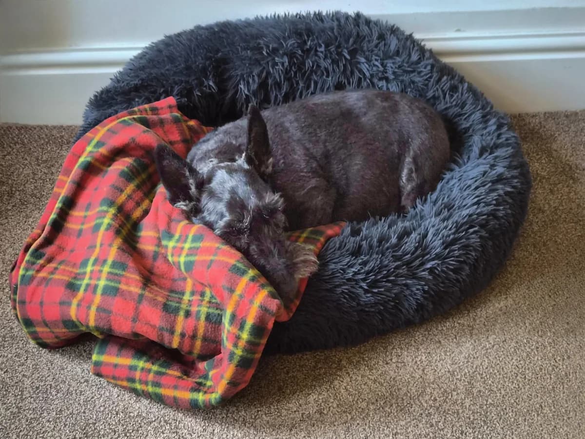 Flora, female senior Mixed Breed for adoption at Pennine Animal Welfare Society