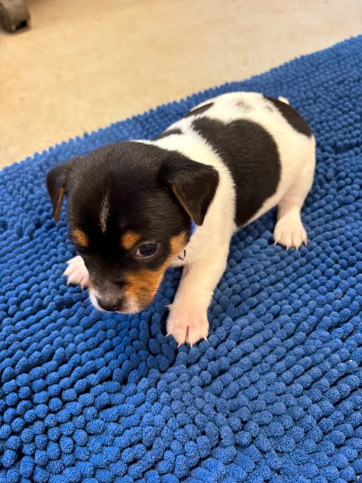 Hardy, male puppy Mixed Breed for adoption at Pennine Animal Welfare Society