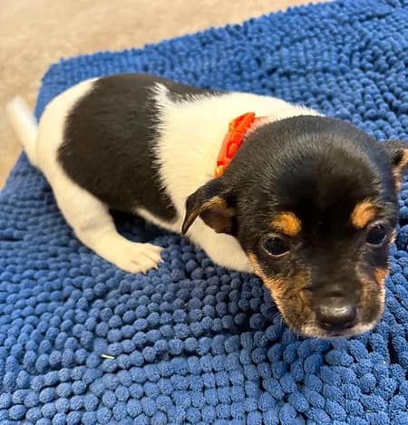 Jill, female puppy Mixed Breed for adoption at Pennine Animal Welfare Society