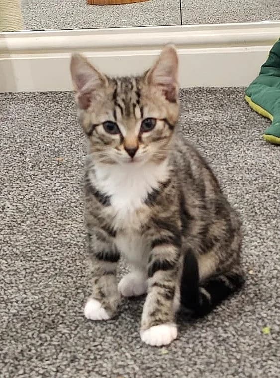 Joey, male puppy Mixed Breed for adoption at Pennine Animal Welfare Society
