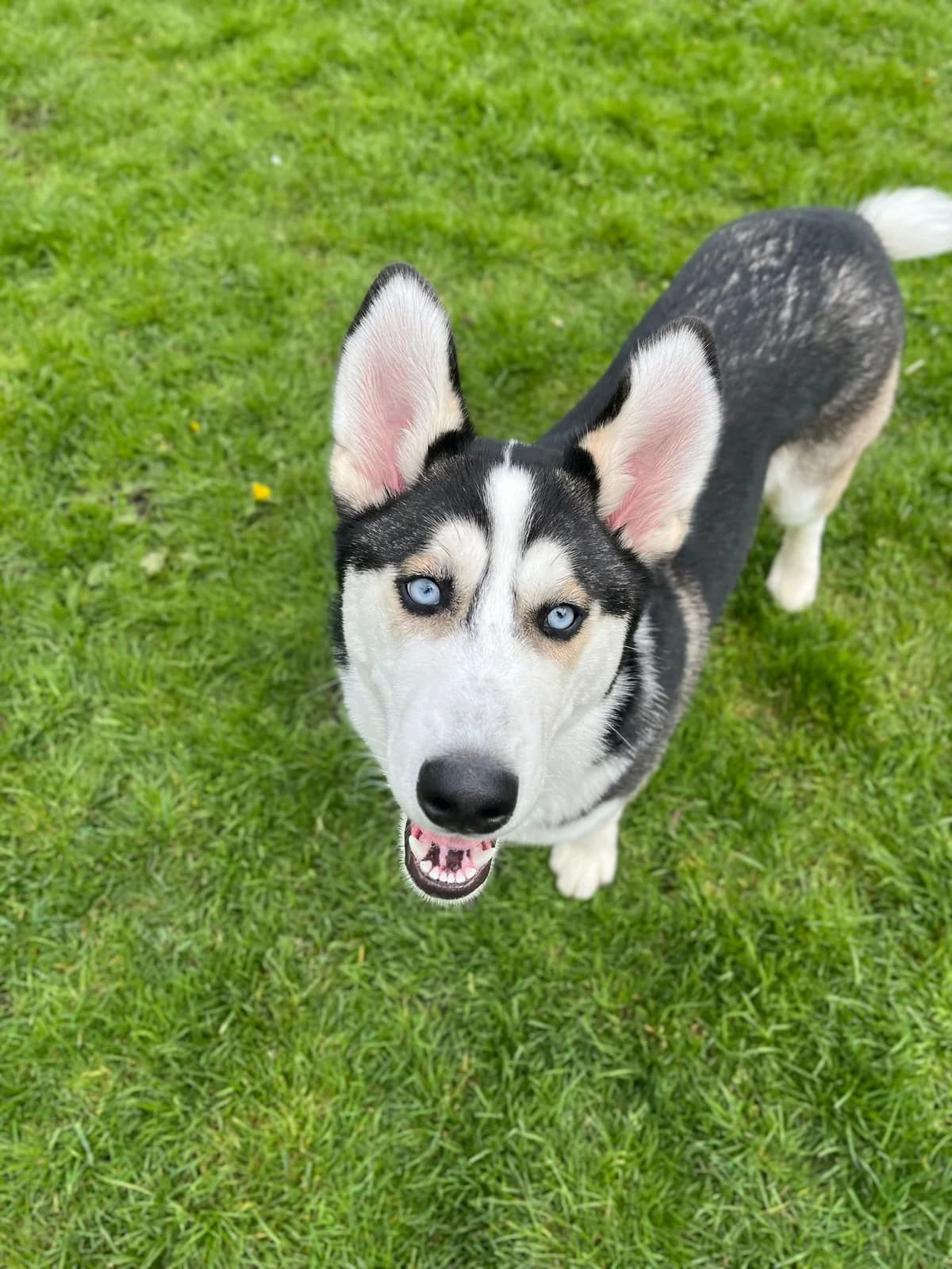 Koda, male Mixed Breed for adoption at Pennine Animal Welfare Society
