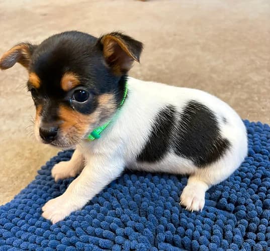 Laurel, female puppy Mixed Breed for adoption at Pennine Animal Welfare Society