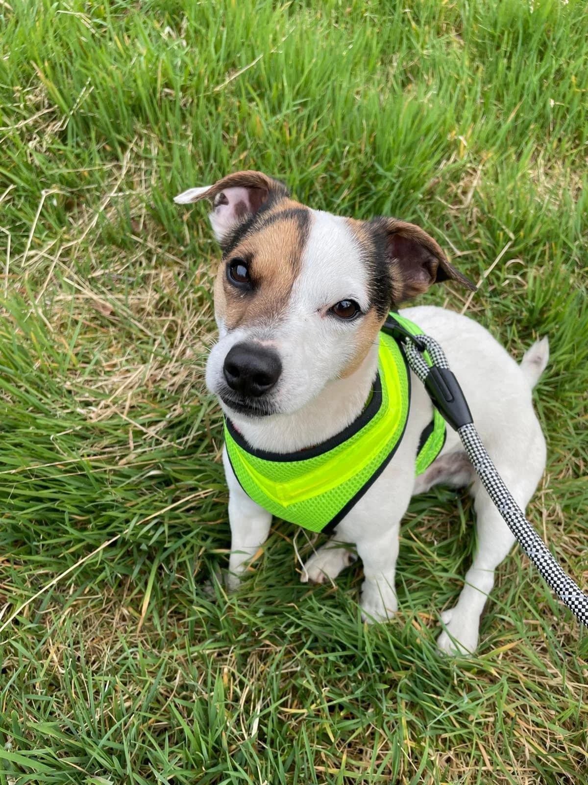 Milo, male 5yo Mixed Breed for adoption at Pennine Animal Welfare Society