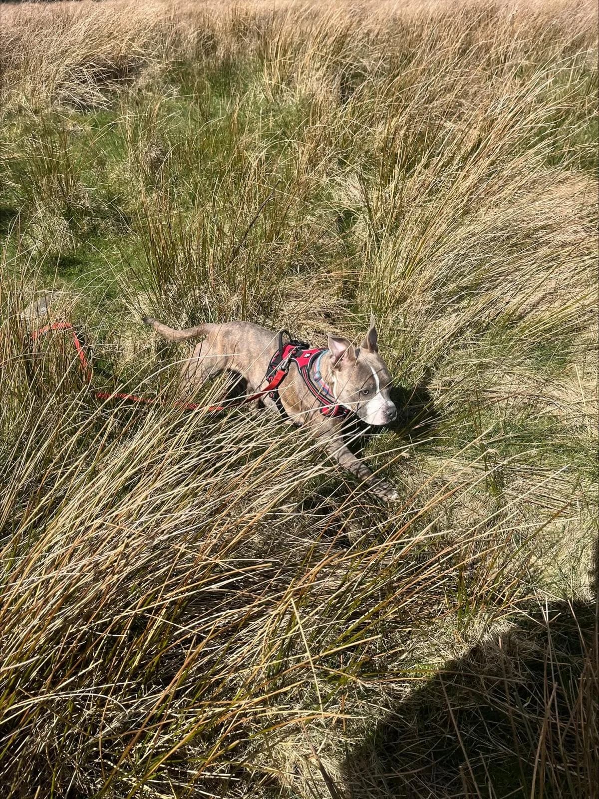 Molly, female Mixed Breed for adoption at Pennine Animal Welfare Society
