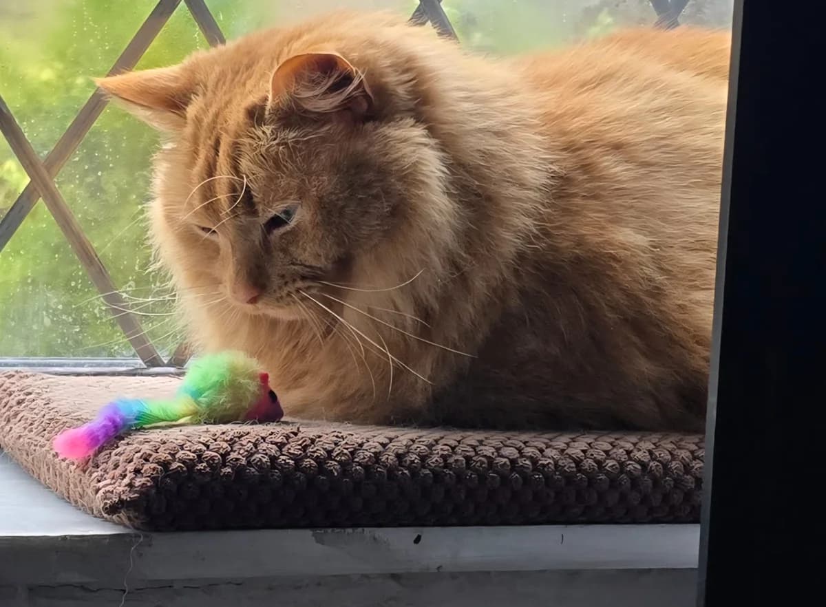 Norman, male 5yo Mixed Breed for adoption at Pennine Animal Welfare Society