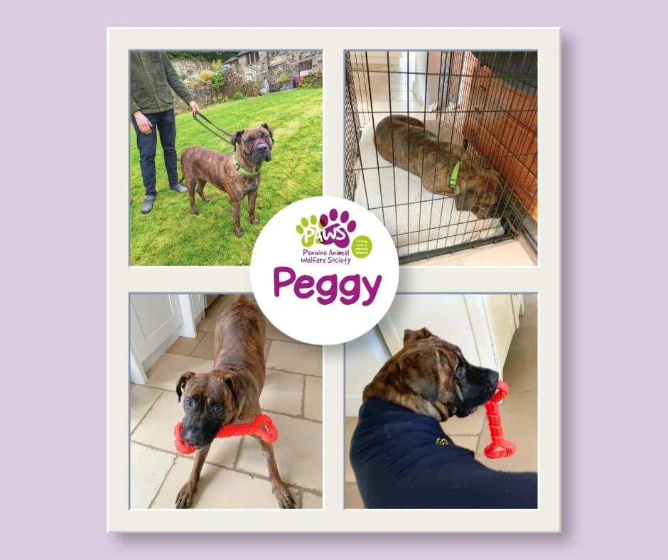 Peggy, female 3yo Mixed Breed for adoption at Pennine Animal Welfare Society