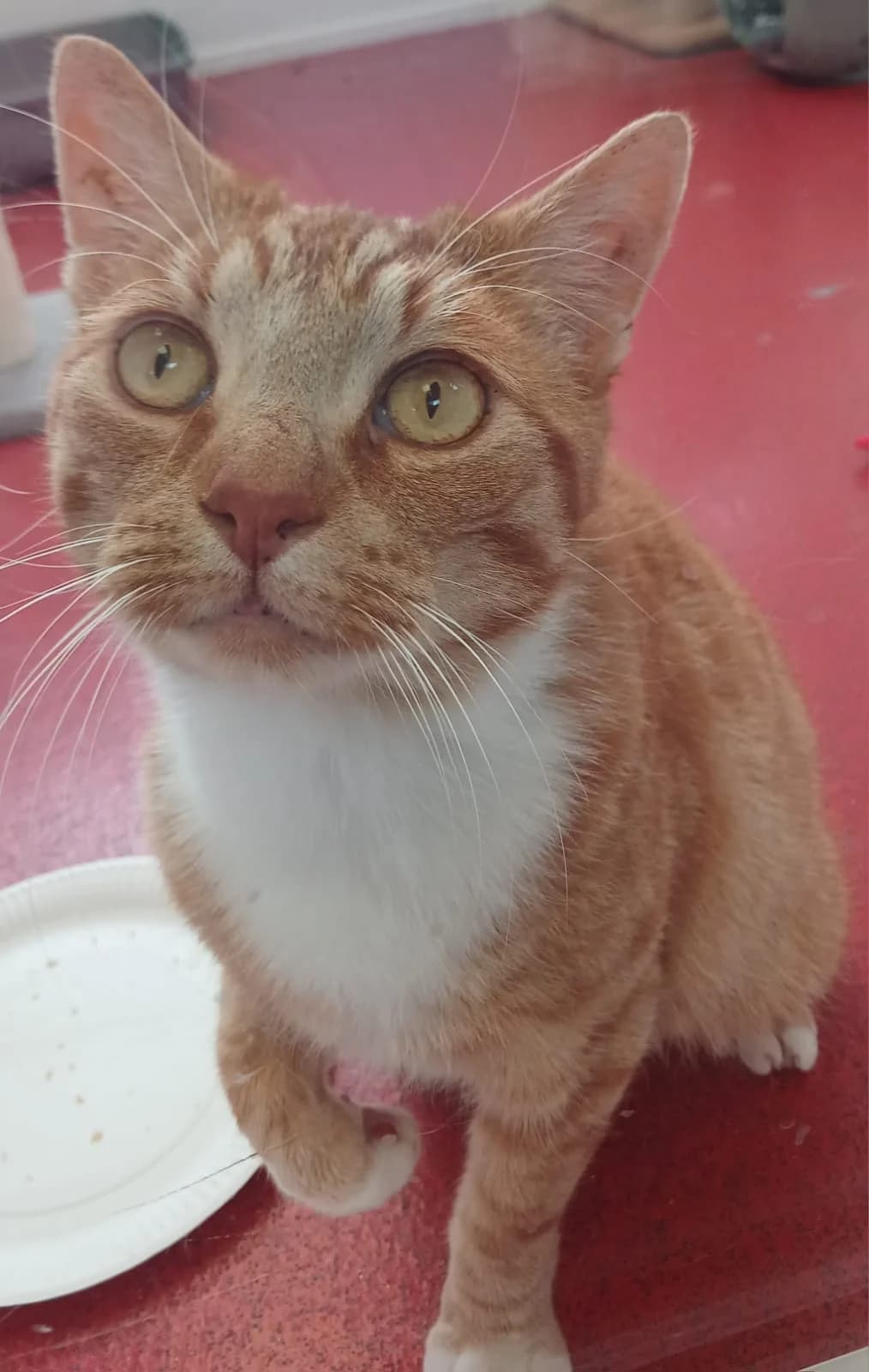 Biscuit, male 6yo Mixed Breed Cat for adoption at Pennine Pen Animal Rescue CIO